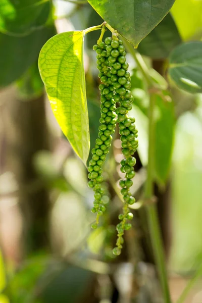 Maïs poivre vert — Photo