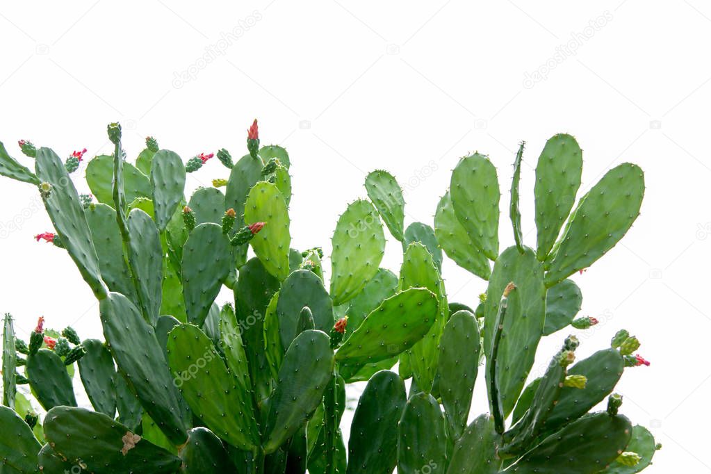 cactus closeup.