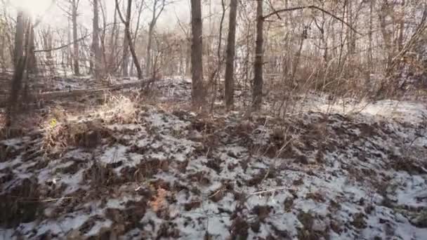 Sol Brilhando Através Árvores Florestais Dia Neve Inverno Caminhada Cinemática — Vídeo de Stock