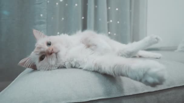 白色布娃娃闪烁着嬉闹的绒毛猫看着索法车厢床上闪烁着光芒的蓝色相机 — 图库视频影像