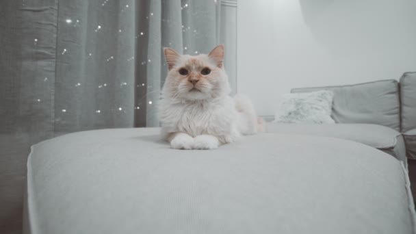 Witte Ragdoll Flamepoint Speelse Pluizige Kat Kijken Naar Camera Blauw — Stockvideo