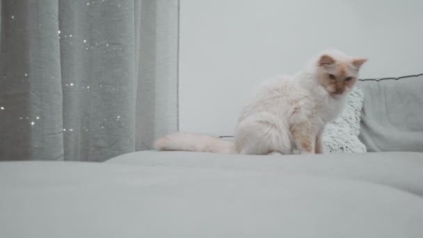 Branco Ragdoll Flamepoint Gato Fofo Brincalhão Olhando Para Câmera Azul — Vídeo de Stock