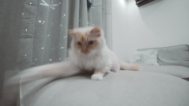 Witte Ragdoll Flamepoint Speelse Pluizige Kat Kijken Naar Camera Blauw — Stockvideo