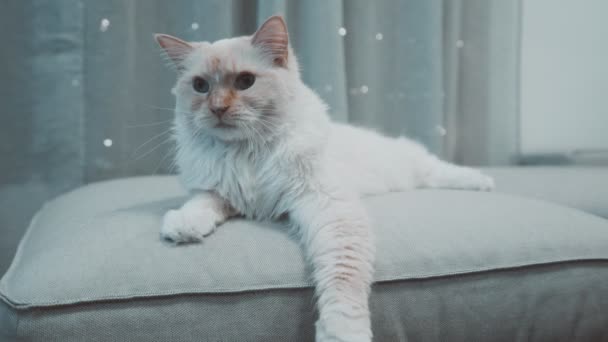 Witte Ragdoll Flamepoint Speelse Pluizige Kat Kijken Naar Camera Blauw — Stockvideo