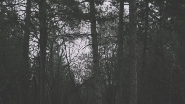 霧霧深い冬の山の森暗い曇りの日に松の木高態度ハイキングシネマティックな感じ静かな場所 — ストック動画