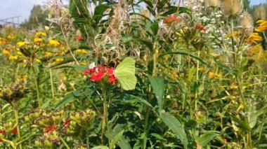 Kelebek Limonit, yaygın kükürt, Gonepteryx rhamni Lychnis chalcedonica 'da yaz günü çiçek açan bitki.
