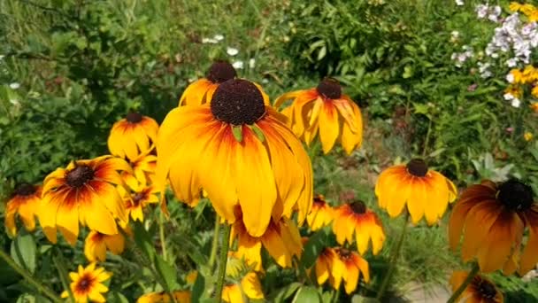 Gele Bloemen Zomertuin Zwarte Ogen Susan Rudbeckia Hirta Plant Bruine — Stockvideo