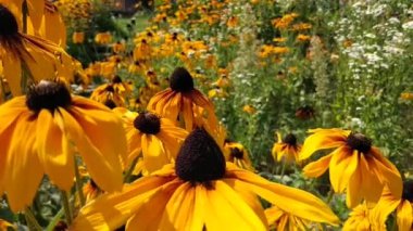 Rudbeckia yaz bahçesinde sarı çiçekler. Siyah gözlü Susan veya Rudbeckia Hiro bitkisi, kahverengi Betty, görkemli papatya, altın Kudüs.