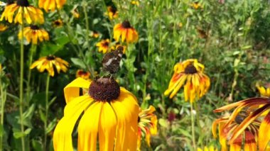 Rudbeckia yaz bahçesinde sarı çiçekler. Siyah gözlü Susan veya Rudbeckia Hiro bitkisi, kahverengi Betty, görkemli papatya, altın Kudüs.