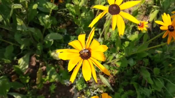 在夏天的花园里 鲁德贝齐亚黄色的花 黑眼睛苏珊或Rudbeckia Hirta植物 棕色贝蒂 格洛里萨雏菊 金黄色耶路撒冷 — 图库视频影像