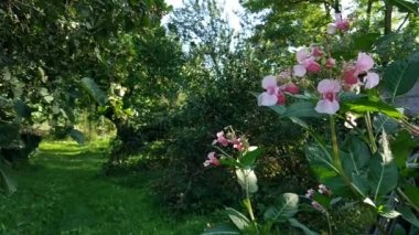 Sabırsız glandulifera bitkileri. Himalaya Balsam, polis kaskının çiçekleri. Uçan arı..