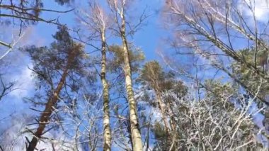 footage of birch tops in spring forest