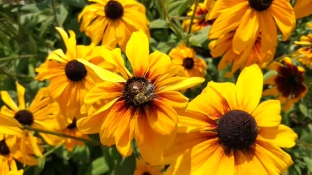 Rudbeckia Žluté Květy Letní Zahradě Vosy Rostlině — Stock video