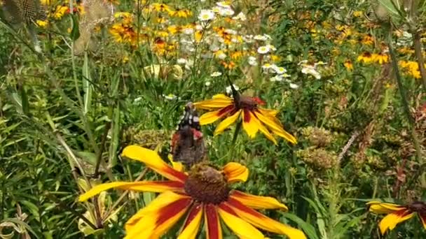 Rudbeckia Żółte Kwiaty Ogrodzie Letnim Motyl Roślinach — Wideo stockowe