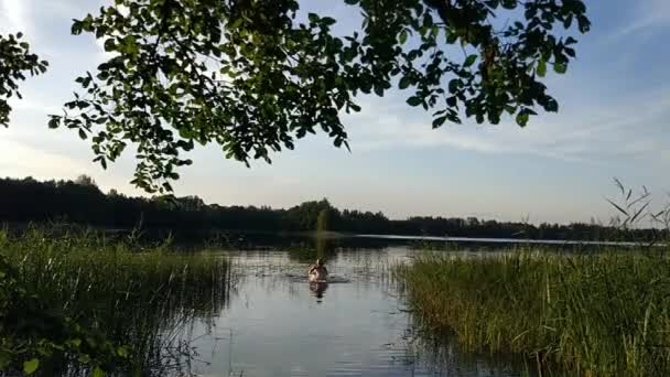 Adolescente Nage Plonge Dans Lac Campagne Dans Une Chaude Journée — Video