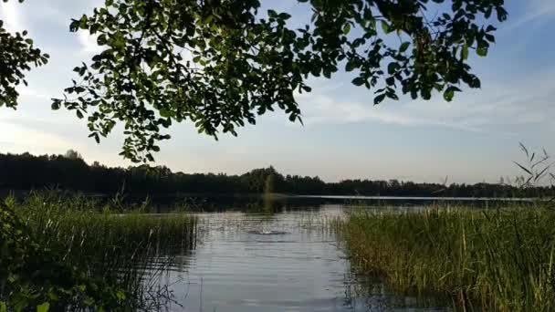 炎炎夏日 少女在农村的一个湖中游泳和潜水 — 图库视频影像