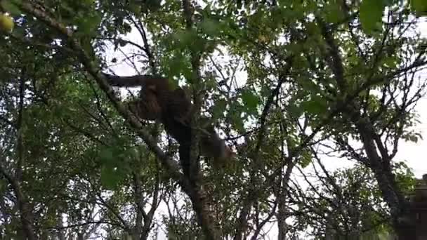 Zwierzątko Wspinające Się Drzewo Domowy Kot Siedzący Gałęzi — Wideo stockowe