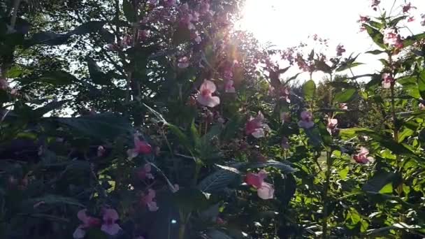 Rośliny Impatiens Glandulifera Himalajski Balsam Kask Policyjny Kwiaty — Wideo stockowe
