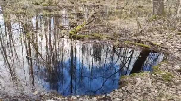 Voda Odrazy Malém Potoce Lese Pramene — Stock video