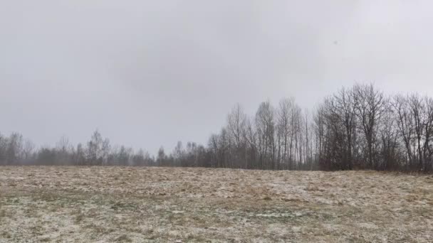 Winter Footage Snow Falling Park — Stockvideo
