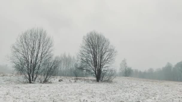 Téli Természet Vidéken Hideg Szeles Napon — Stock videók