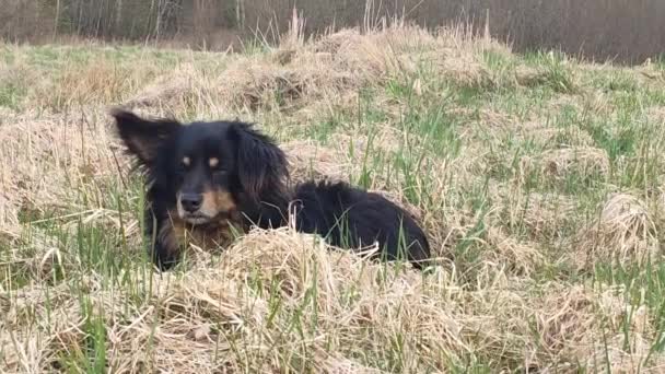 Closeup Footage Cute Dog Playing Grass Park — Video