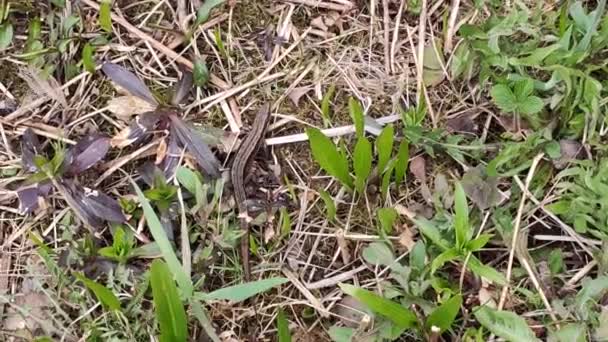 Kleine Hagedis Grond Het Voorjaarsbos — Stockvideo