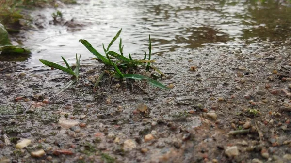 水の中の緑の草 — ストック写真