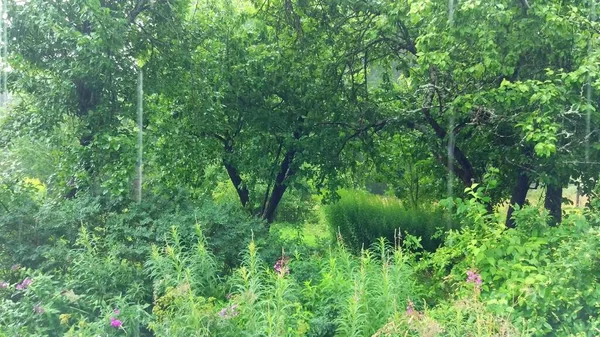 Grüne Bäume Wald — Stockfoto