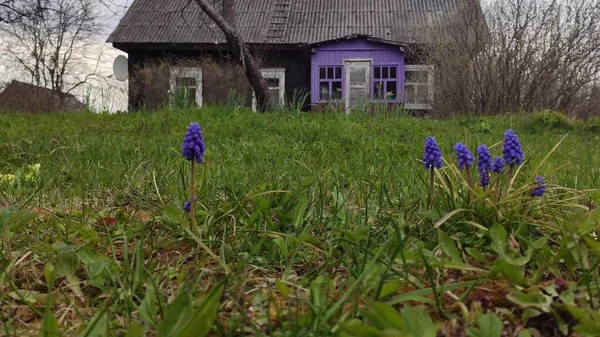 Fleurs Muscari Dans Jardin Printemps Jacinthe Bleue Raisin Plantes — Photo