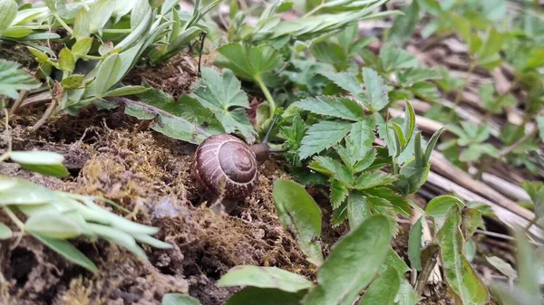 Snail Grass Garden — 스톡 사진