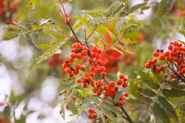 Parlak olgun Rowan böğürtlenleri günbatımı güneş ışınlarıyla aydınlatılıyor. Ağustosta orman doğası detayları.