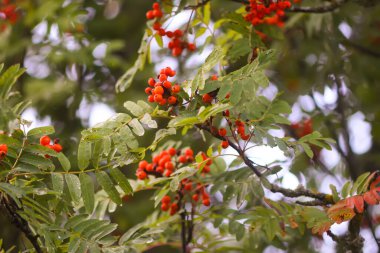 Parlak olgun Rowan böğürtlenleri günbatımı güneş ışınlarıyla aydınlatılıyor. Ağustosta orman doğası detayları.