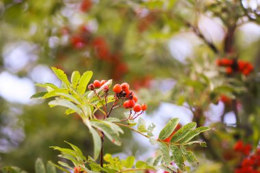 Parlak olgun Rowan böğürtlenleri günbatımı güneş ışınlarıyla aydınlatılıyor. Ağustosta orman doğası detayları.