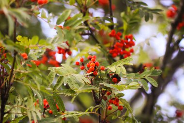 Parlak olgun Rowan böğürtlenleri günbatımı güneş ışınlarıyla aydınlatılıyor. Ağustosta orman doğası detayları.