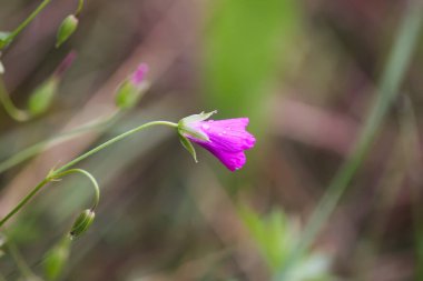 Geranium pratense kır çiçeği yazın çiçek açar ağustosta