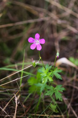 Geranium pratense kır çiçeği yazın çiçek açar ağustosta
