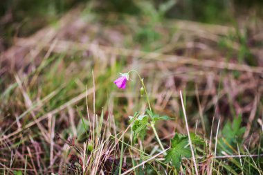 Geranium pratense kır çiçeği yazın çiçek açar ağustosta