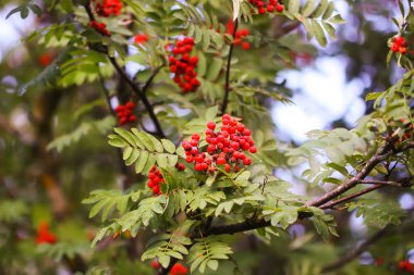 Parlak olgun Rowan böğürtlenleri günbatımı güneş ışınlarıyla aydınlatılıyor. Ağustosta orman doğası detayları.