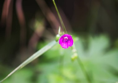 Geranium pratense kır çiçeği yazın çiçek açar ağustosta