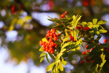 Parlak olgun Rowan böğürtlenleri günbatımı güneş ışınlarıyla aydınlatılıyor. Ağustosta orman doğası detayları.