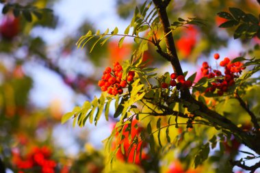 Parlak olgun Rowan böğürtlenleri günbatımı güneş ışınlarıyla aydınlatılıyor. Ağustosta orman doğası detayları.
