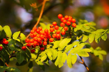 Parlak olgun Rowan böğürtlenleri günbatımı güneş ışınlarıyla aydınlatılıyor. Ağustosta orman doğası detayları.