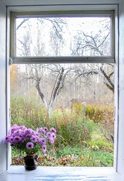 아스터 비쿠스 장식용 꽃다발 의나무 창문턱에 세라믹 꽃병에 아름다운 자주색 — 스톡 사진