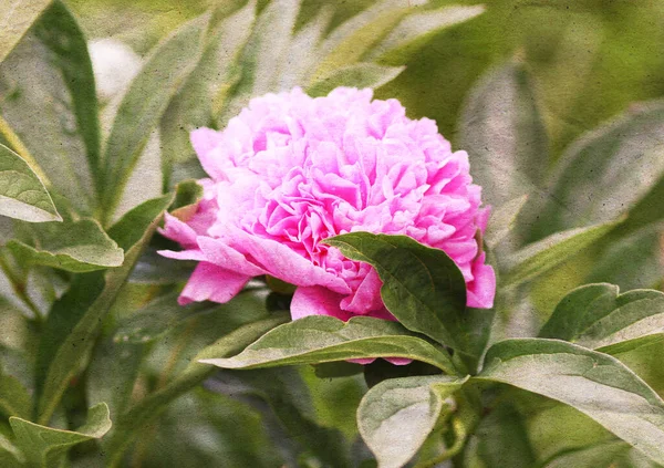 Estilo Retro Floral Fundo Romântico Com Bela Flor Peônia Rosa — Fotografia de Stock