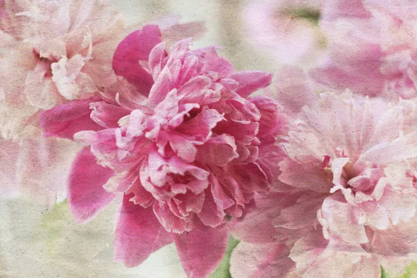 Retro Stílus Virágos Romantikus Háttér Gyönyörű Rózsaszín Bazsarózsa Virág Régi — Stock Fotó