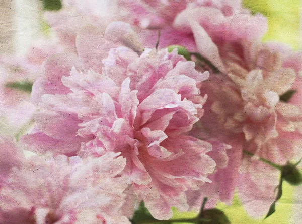 美しいピンクの牡丹の花と古い紙の粒状のしわのテクスチャオーバーレイとレトロスタイルの花のロマンチックな背景 — ストック写真