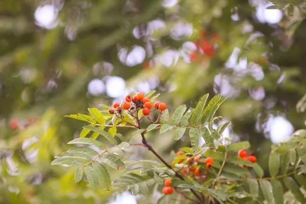 Baies Rowan Mûres Lumineuses Illuminées Par Les Rayons Soleil Couchant — Photo