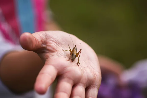 Tettigonioidea Sprinkhaan Groene Insect Hand Van Kind Verkennen Zomer Natuur — Stockfoto