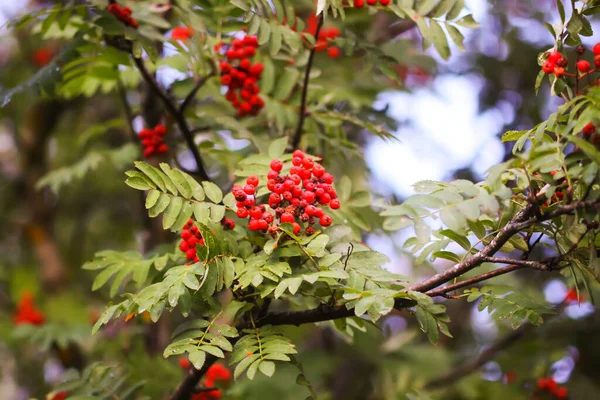 Heldere Rijpe Rowan Bessen Verlicht Door Zonsondergang Zonnestralen Bos Natuur — Stockfoto